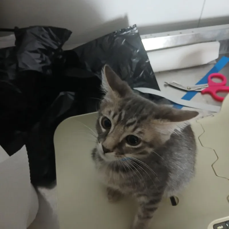 A baby medium-sized male Gray / Blue / Silver Domestic Short Hair cat named Rascal for adoption in Lakeland, FL