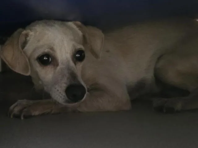 A young small-sized female Chihuahua dog named Bishop for adoption in Bakersfield, CA