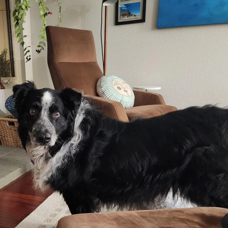 A senior large-sized male Black Australian Shepherd dog named Abner for adoption in Ramona, CA