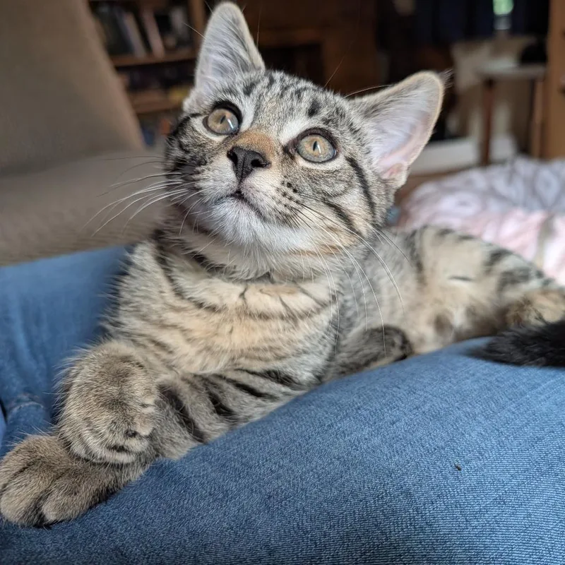 A baby small-sized male Brown / Chocolate Domestic Short Hair cat named Ace for adoption in Hamburg, NY