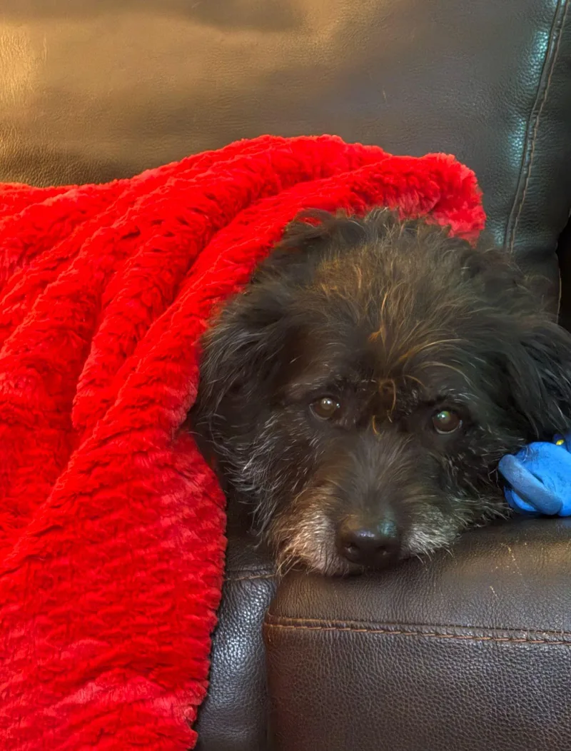An adult medium-sized female Schnauzer dog named Zcldmollie for adoption in Horn Lake, MS