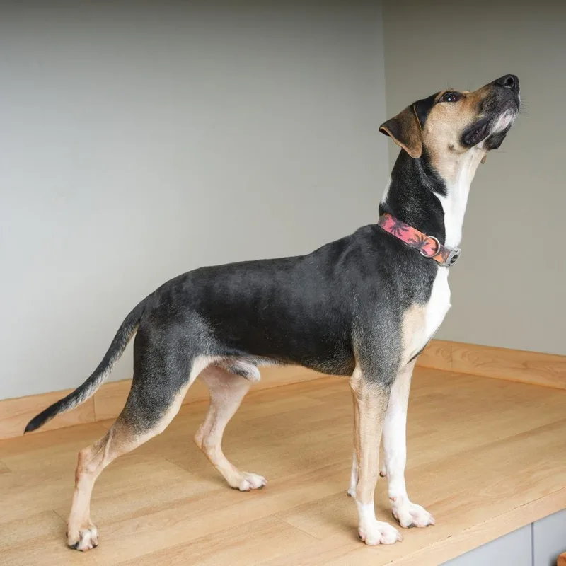 A young medium-sized male Beagle dog named Teddy D for adoption in Minnetonka, MN