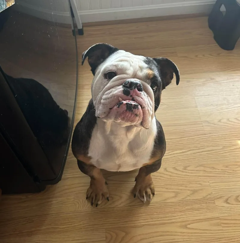 An adult medium-sized female Bulldog dog named Frankie for adoption in Salisbury, MD
