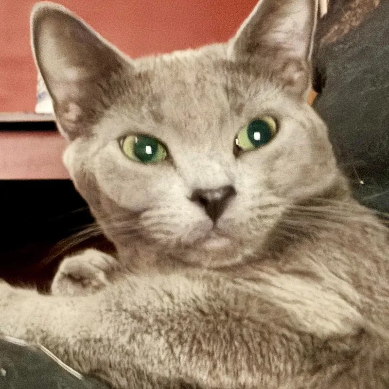 An adult medium-sized female Gray / Blue / Silver Domestic Short Hair cat named Poyo for adoption in Inver Grove Heights, MN