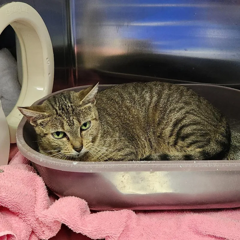 An adult medium-sized female Brown / Chocolate Domestic Short Hair cat named Pam for adoption in Grand Rapids, MI