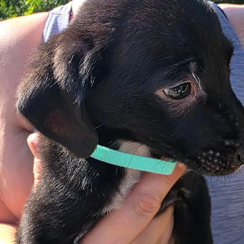 A baby small-sized female Black Golden Retriever dog named Luna for adoption in Rossville, GA