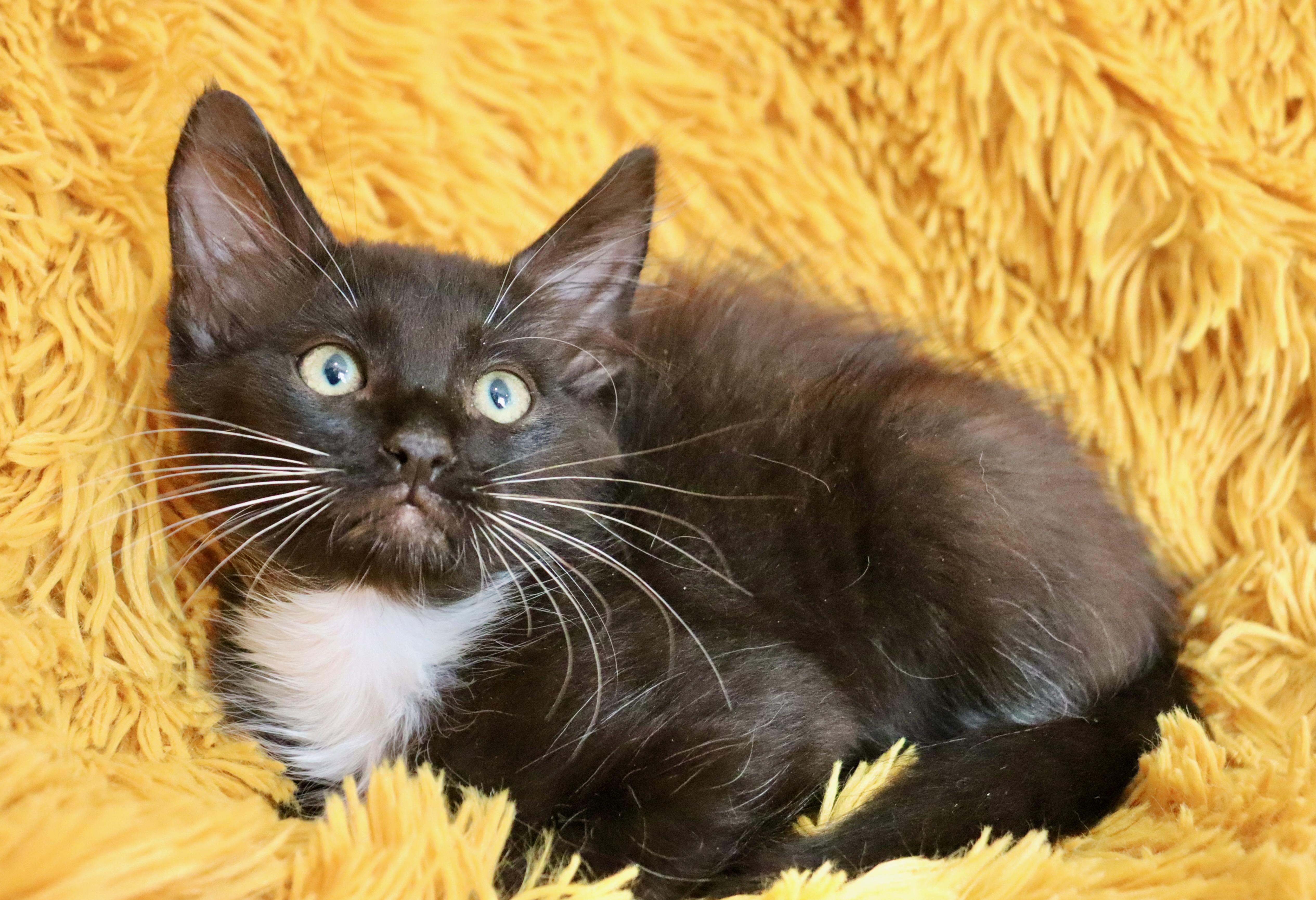 A baby medium-sized male Black & White / Tuxedo Domestic Medium Hair cat named Briar for adoption in Saint Augustine, FL