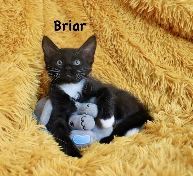 Briar thumbnail 4