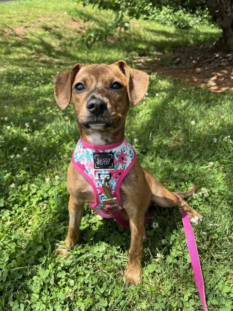 A baby medium-sized female Terrier dog named Jane for adoption in Candler, NC