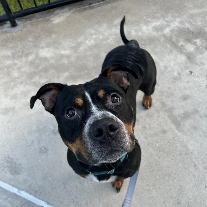 An adult large-sized male Brindle Mixed Breed dog named Bobo for adoption in Jacksonville, FL