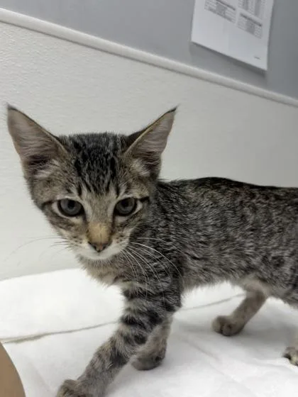 A baby small-sized male Domestic Short Hair cat named Nebula for adoption in West Chester, PA