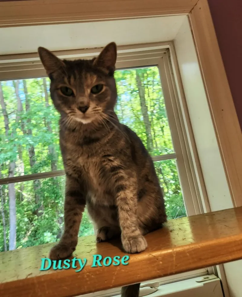 A young medium-sized female Domestic Short Hair cat named Dusty Rose for adoption in Cambridge, MD
