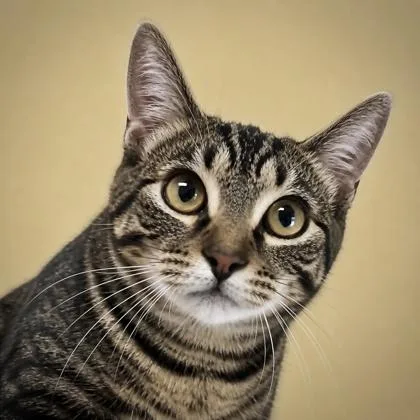 An adult medium-sized female Domestic Short Hair cat named Scalene for adoption in Burlington, WA