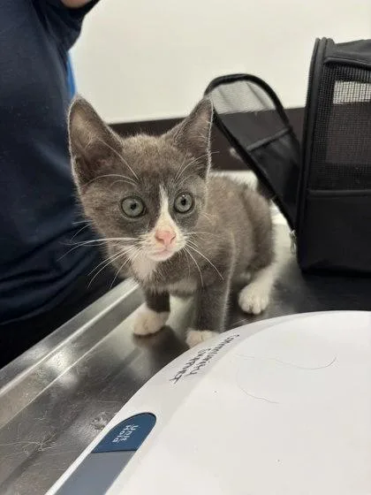 A baby small-sized male Domestic Short Hair cat named Felix for adoption in Atlanta, GA