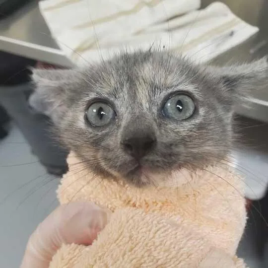 A baby small-sized female Gray / Blue / Silver Domestic Short Hair cat named Prue for adoption in Asheville, NC