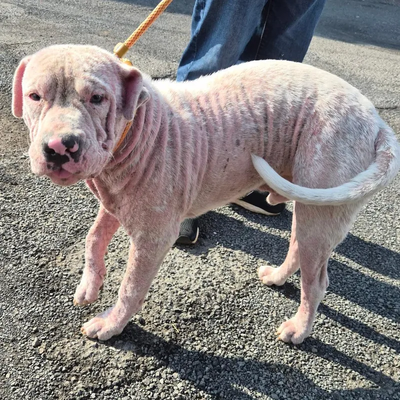 A young medium-sized male White / Cream Terrier dog named Pinkie for adoption in Wahiawa, HI