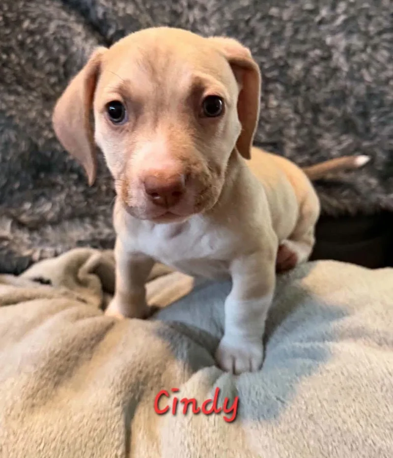 A baby medium-sized female Beagle dog named Cindy for adoption in Anchorage, AK