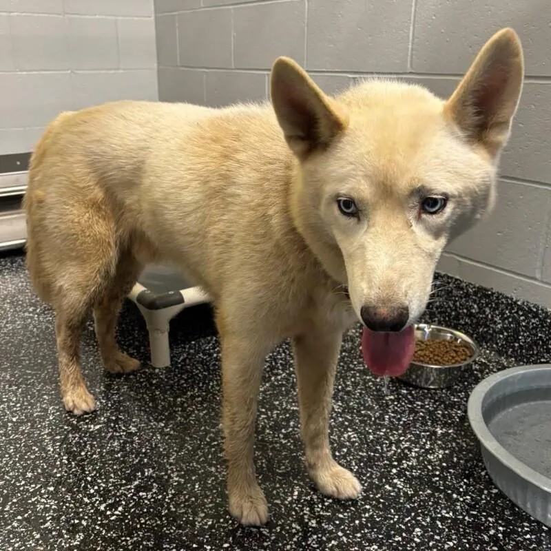 An adult medium-sized male White / Cream Husky dog named Ghost for adoption in Jackson, TN