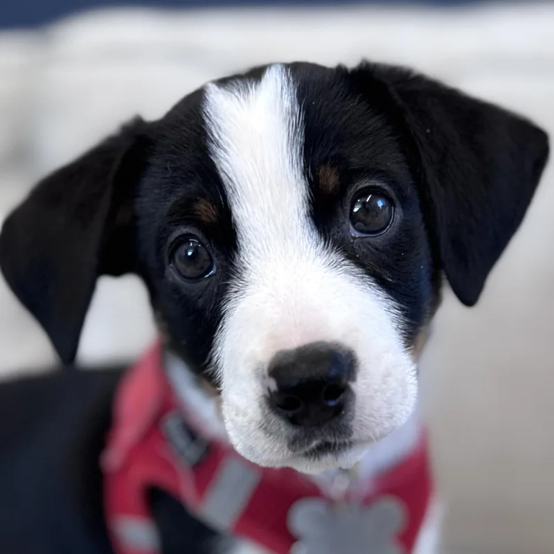 A baby medium-sized male Australian Shepherd dog named Reksio for adoption in Palatine, IL