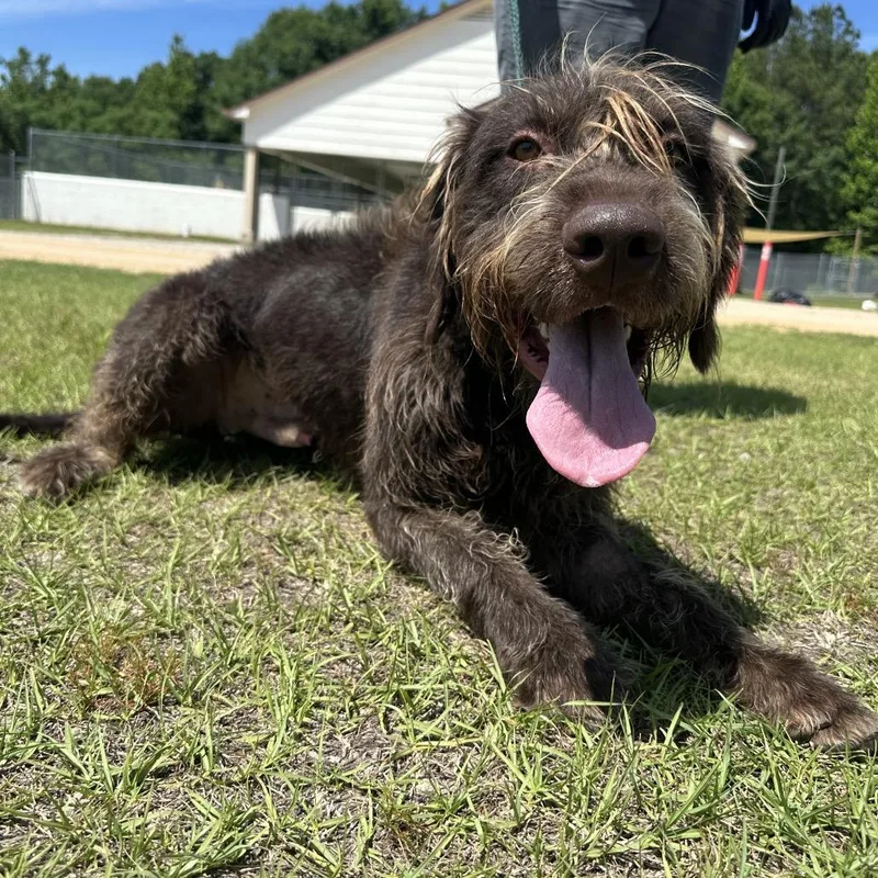 An adult medium-sized male Brown / Chocolate Standard Schnauzer dog named BARKESE AKA Duke for adoption in LOXAHATCHEE, FL