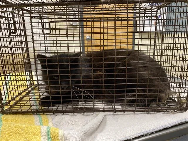An adult large-sized male Domestic Long Hair cat named A for adoption in Modesto, CA
