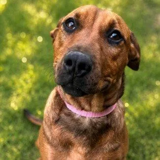 A young large-sized male Labrador Retriever dog named Scooby for adoption in Bloomfield, CT