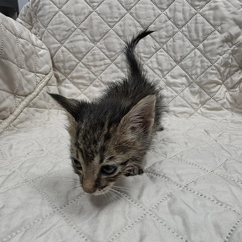 A baby small-sized female Brown / Chocolate Domestic Short Hair cat named Cardamom for adoption in Jupiter, FL