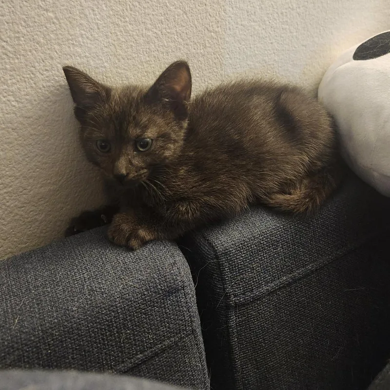 A baby small-sized female Black Domestic Short Hair cat named Princess Peach for adoption in South Elgin, IL