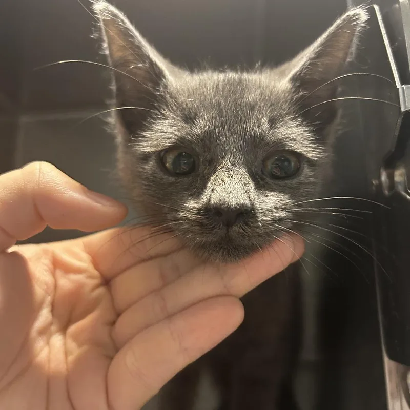 A baby small-sized female Gray / Blue / Silver Domestic Short Hair cat named Lovey Dove for adoption in Chattanooga, TN