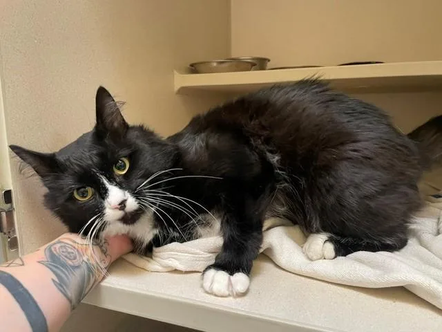 An adult small-sized male Domestic Short Hair cat named Rakan for adoption in Denver, CO