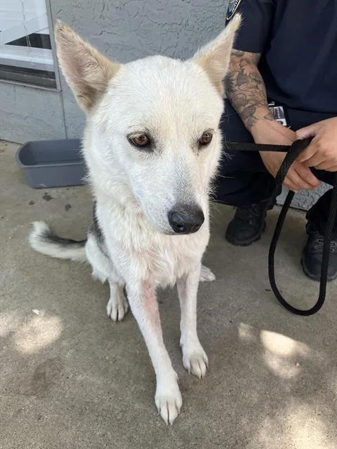 An adult large-sized female Mixed Breed dog named Cony for adoption in Dallas, TX