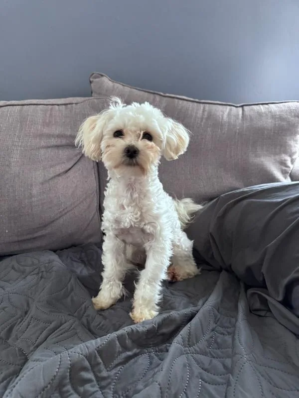 An adult small-sized male White / Cream Maltese dog named Auto for adoption in Covington, KY