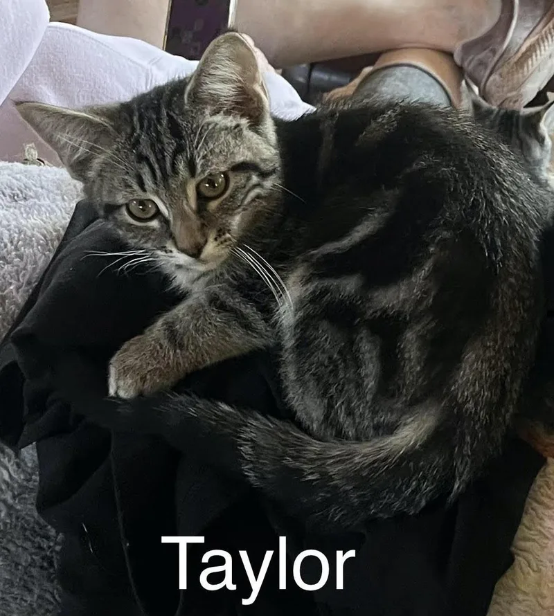 A baby medium-sized male Tabby (Brown / Chocolate) Domestic Short Hair cat named Taylor for adoption in Springfield, OR