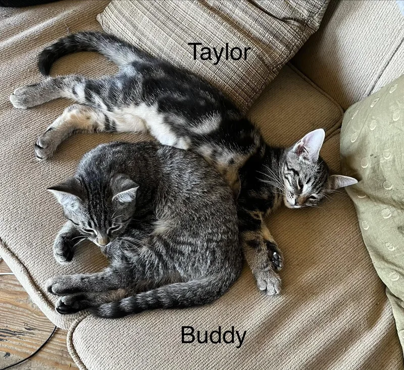 Taylor thumbnail 3