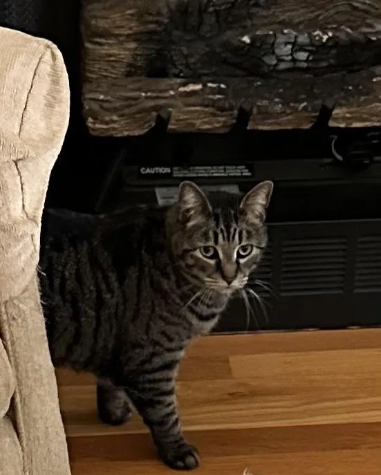 An adult medium-sized female Tabby (Brown / Chocolate) Domestic Short Hair cat named Jenny for adoption in Fredericksburg, VA