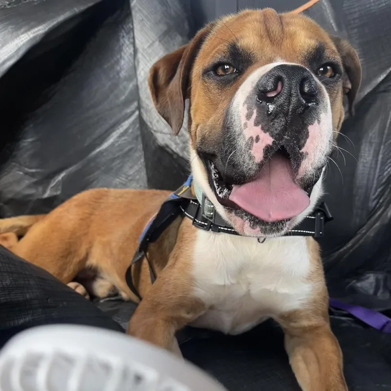 A young medium-sized male Brown / Chocolate Mixed Breed dog named Pelican for adoption in Greenville, SC