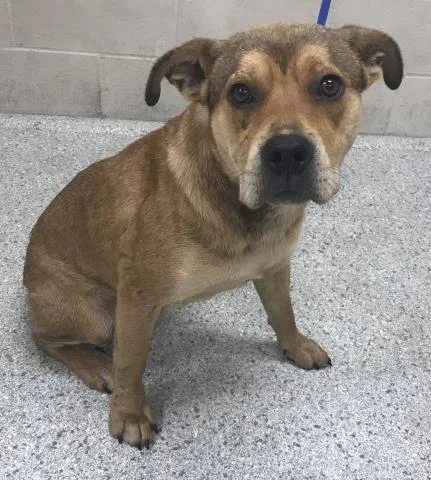 An adult medium-sized male Labrador Retriever dog named A for adoption in Conroe, TX
