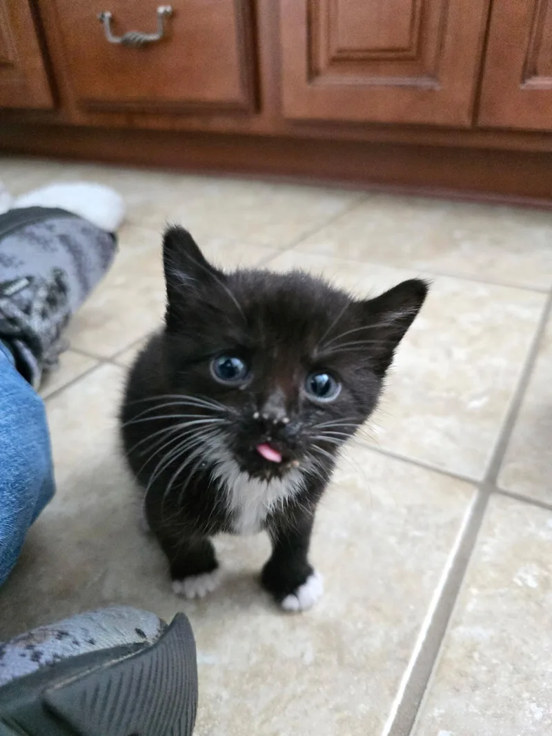 Snowball thumbnail 2