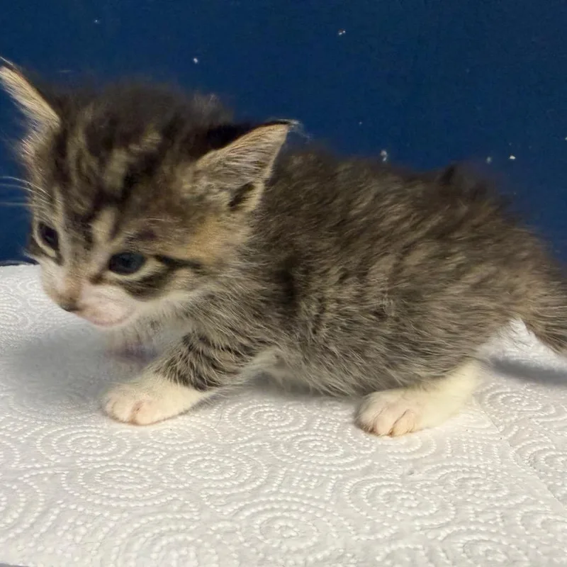 A baby small-sized female Calico Domestic Short Hair cat named Meatball for adoption in Philadelphia, PA