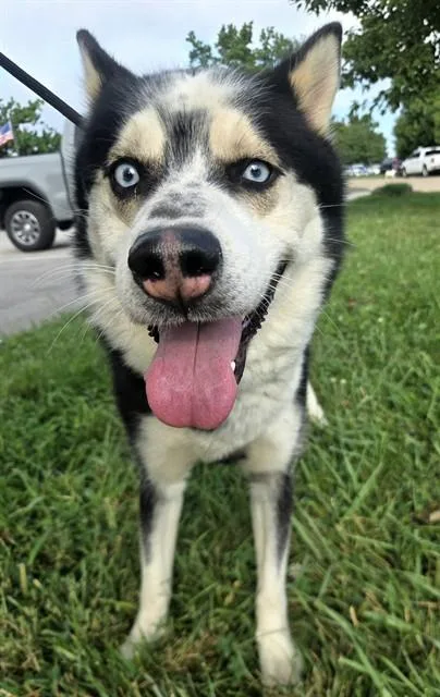 Harry Pawter