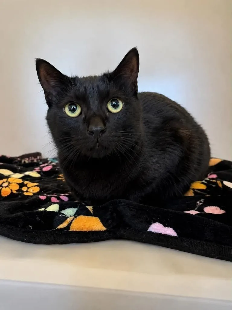 A young medium-sized female Domestic Short Hair cat named Michelle for adoption in Columbia, TN