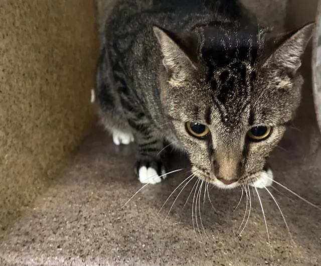 An adult medium-sized male Domestic Short Hair cat named Chance for adoption in Downey, CA