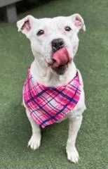 Millie Jean thumbnail 3