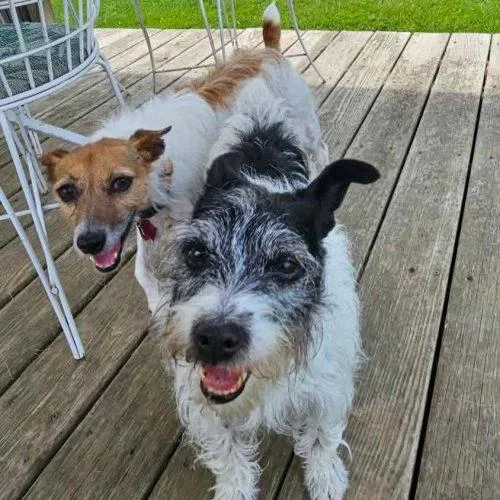A senior small-sized female Bicolor Rat Terrier dog named Peanut for adoption in Elizabeth, IL