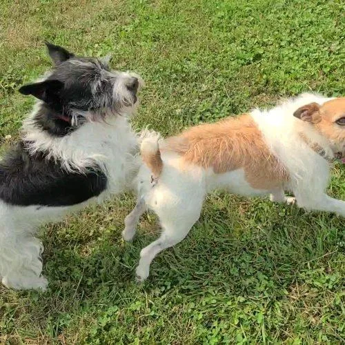 Peanut thumbnail 2