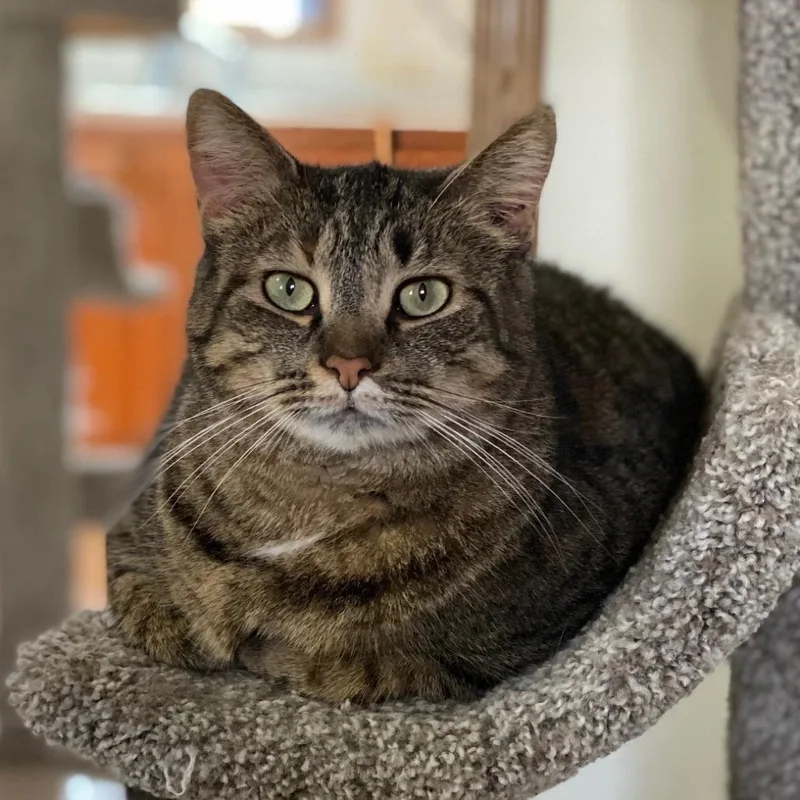 A senior small-sized female Torbie Domestic Short Hair cat named Junior for adoption in Goshen, IN