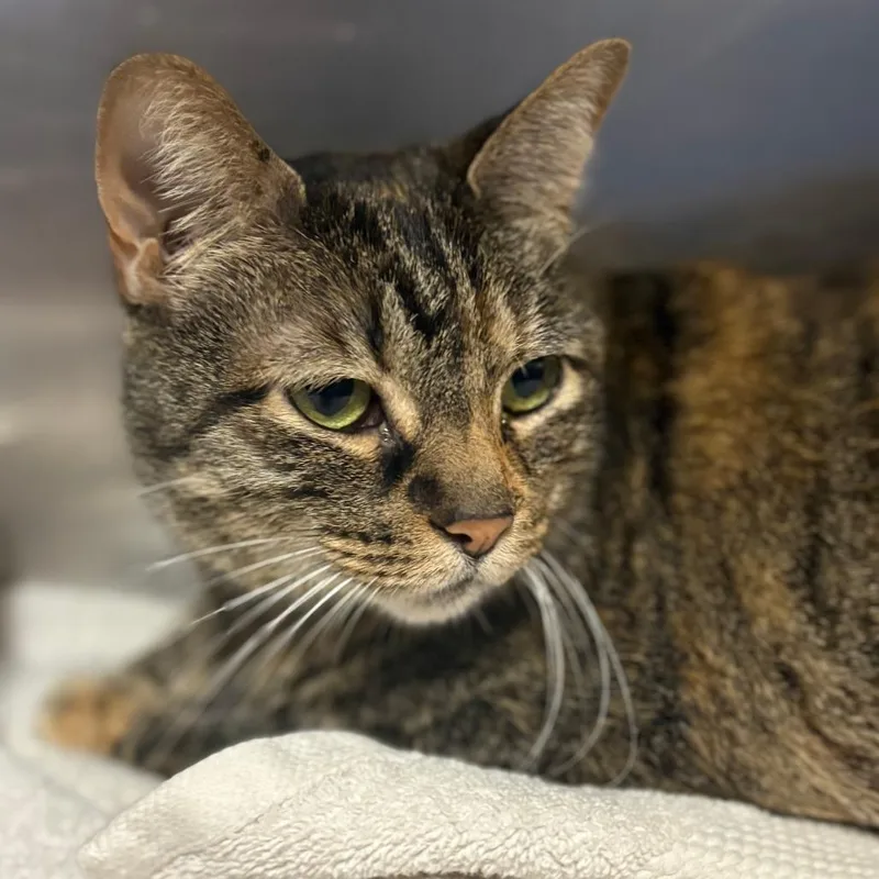 A senior large-sized female Brown / Chocolate Domestic Short Hair cat named Grandma Sasha for adoption in Tulsa, OK