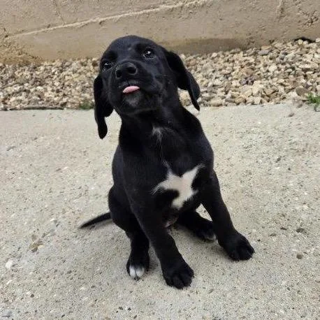A baby small-sized female Black German Shorthaired Pointer dog named Fallon for adoption in Lucedale, MS