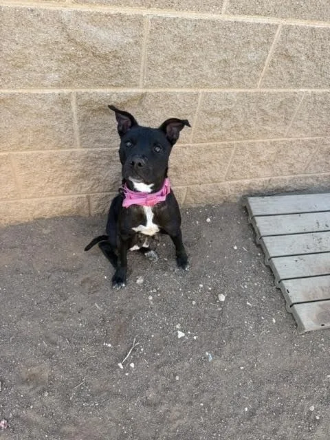 An adult medium-sized female Black Mixed Breed dog named Salina for adoption in Hobbs, NM