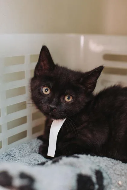 A baby small-sized female Domestic Short Hair cat named A Beverly for adoption in North Charleston, SC